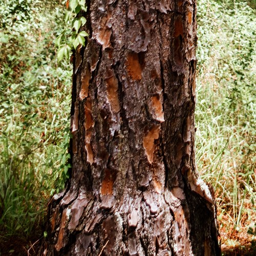 tree graft closeup