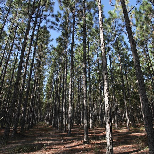 Pine forest