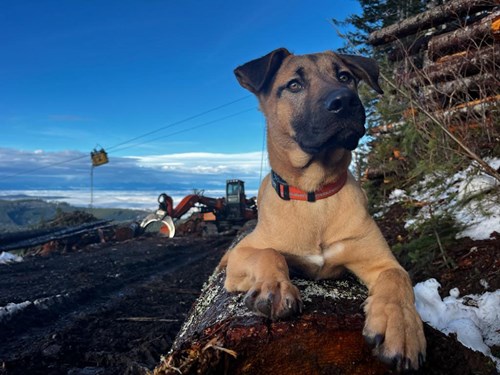 Forestry Dog Working on Logging Site