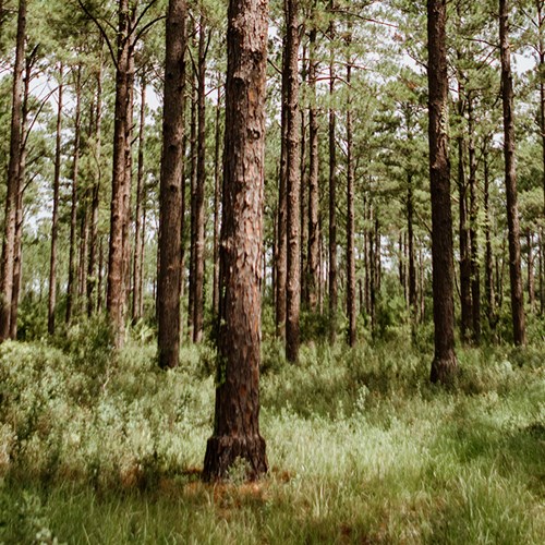 tree graft forest view