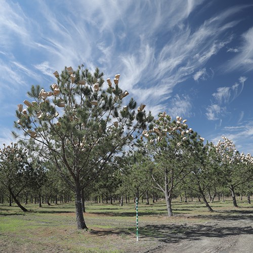 Forestry Pine Seed Orchard