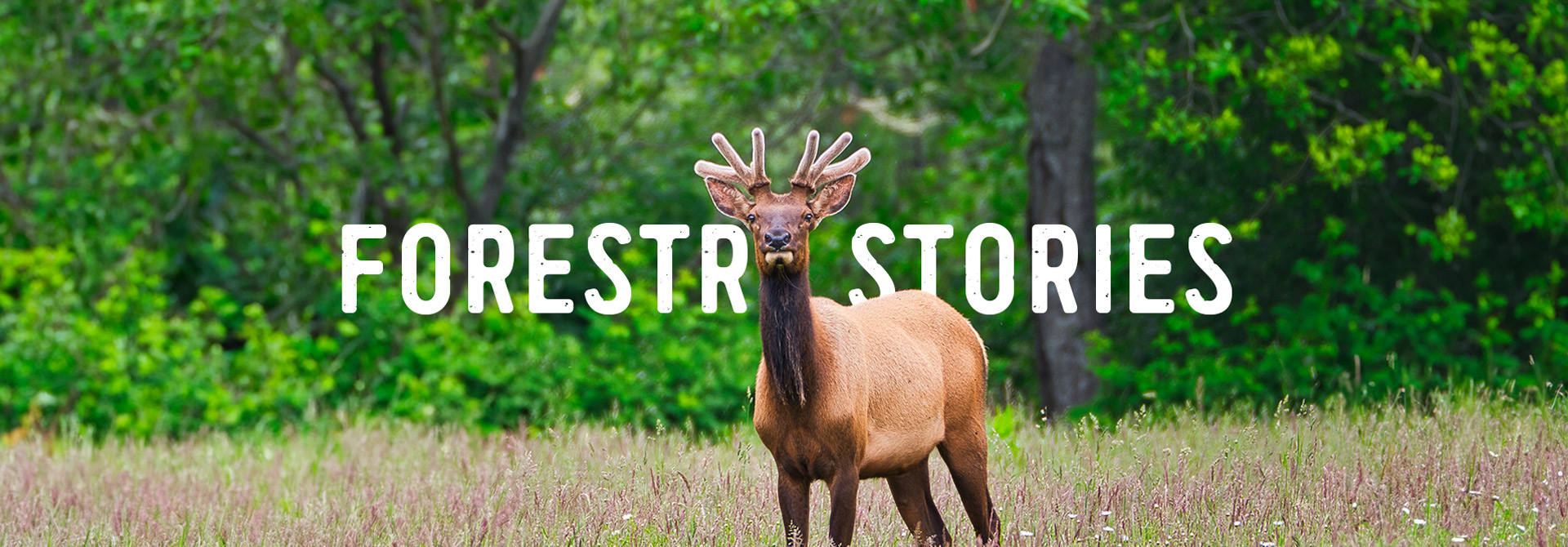 Deer in a forest with title: Rayonier Stories