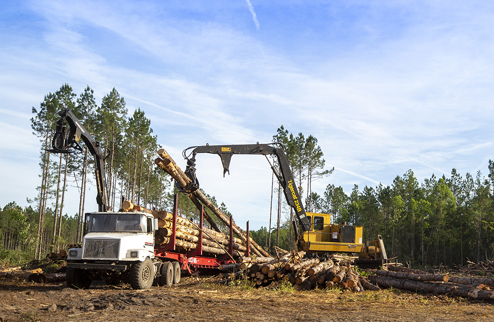 How Trees Become Lumber | Rayonier Stories