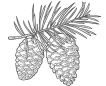 Pinecone Icon